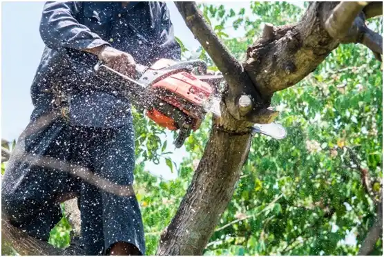 tree services Winthrop